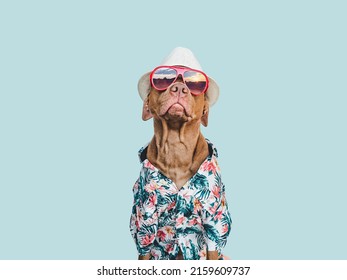 Lovable, pretty brown puppy in a Hawaiian shirt. Travel preparation and planning. Close-up, indoors. Studio shot, isolated background. Concept of recreation, travel and tourism. Pets care
