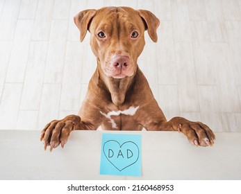 Lovable  pretty brown puppy   note and the word DAD  Close  up  indoors  Congratulations for family  loved ones  friends   colleagues  Pets care concept