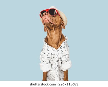 Lovable, pretty brown puppy and red sunglasses. Travel preparation and planning. Close-up, indoors. Studio photo, isolated background. Concept of recreation, travel and tourism. Pets care