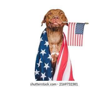 Lovable, pretty dog and American Flag. Closeup, indoors. Studio photo. Congratulations for family, loved ones, relatives, friends and colleagues. Pets care concept