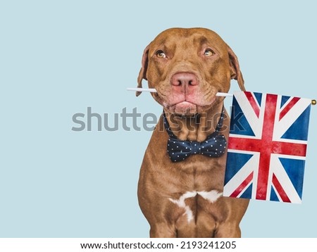 Lovable, pretty dog and British Flag. Closeup, indoors. Studio photo. Congratulations for family, loved ones, relatives, friends and colleagues. Pet care concept