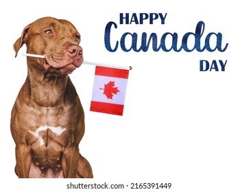 Lovable, pretty dog and Canadian Flag. Closeup, indoors. Studio photo. Congratulations for family, loved ones, relatives, friends and colleagues. Pets care concept