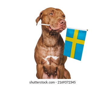 Lovable, pretty dog and Flag of Sweden. Closeup, indoors. Studio photo. Congratulations for family, loved ones, relatives, friends and colleagues. Pets care concept