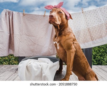 Lovable, pretty puppy of brown color against the background of a blue summer sky on a sunny clear day. Close-up, outdoor. Day light. Concept of care, education, obedience training, raising pet - Powered by Shutterstock