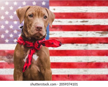 Lovable, pretty puppy of brown color on the background of the U.S. Flag. Close-up, indoors. Studio foto. Concept of care, education, obedience training, raising pet