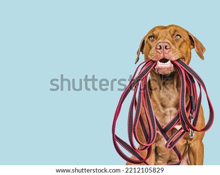 Lovable, pretty puppy holding a leash in his mouth. Close-up, indoors. Studio photo. Concept of care, education, obedience training and raising pets