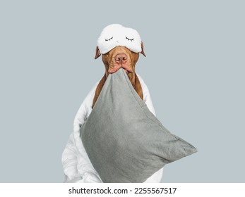 Lovable, pretty puppy, pillow and sleep mask. Close-up, indoors, studio photo. Day light. Concept of care, education, obedience training and raising pets