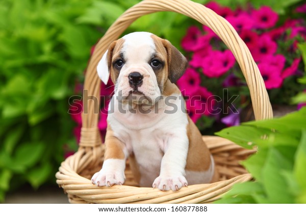 A\
lovable puppy sits in a basket among some\
flowers.