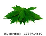 Lovage Medicinal and Culinary Herb Plant. Levisticum Officinale Isolated on White Background.