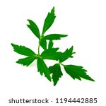 Lovage Medicinal and Culinary Herb Plant. Levisticum Officinale Isolated on White Background.