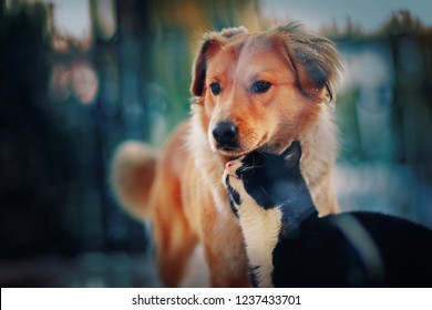 Love Among Animals. Dog And Cat Are Cuddling.