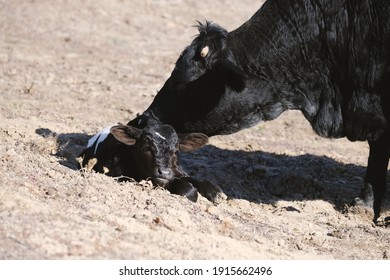 Love Between Momma Cow With Calf On Beef Farm During Winter Calving Season.