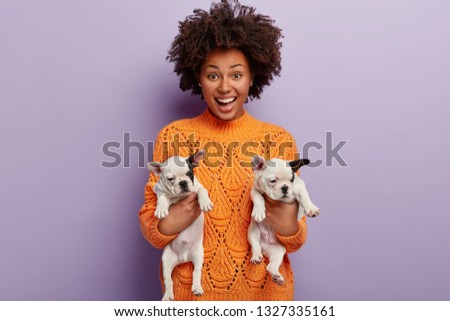 Love between owner and animals. Positive dark skinned woman holds two funny french dog puppies with balck and white pigmentation, glossy coat, being obedient, isolated over purple background