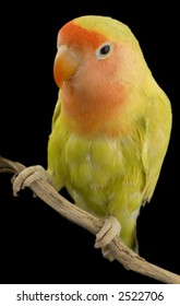 love bird in front of a black background