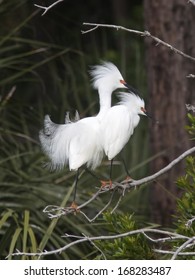 "Love Birds" Snowy Egrets during mating season at a Rookery in Beaufort County, SC