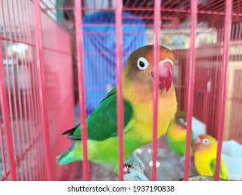 Love Birds They Are Small Birds, Between 13 To 17 Cm, Weighing 40 To 60 Grams, And Are Social.