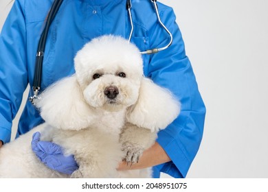 Love And Care. Close-up One Cute White Poodle Dog And Female Veterinary, Vet Doctor Posing Isolated On White Studio Background. Modern Medicine, Pet Care, Healthy Lifestyle, Job, Work Concept.