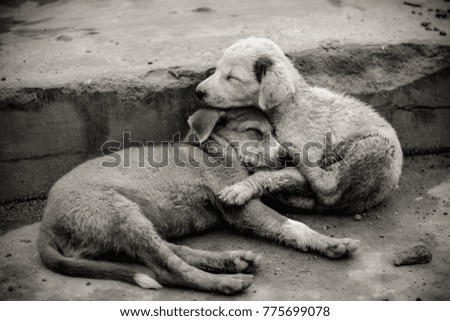 Similar – Image, Stock Photo True love Animal Soft