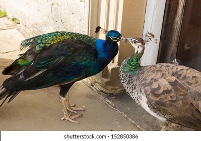 16 Mr Peacock Images, Stock Photos & Vectors 