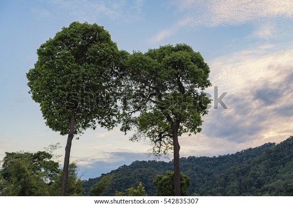 Love\
connection concept as two trees on divide mountain merging together\
as a married couple or dating shaped as heart as a romance metaphor\
for overcoming obstacles in a\
relationship.