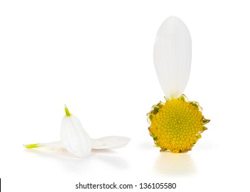 Love Or Does Not Love Me, Plucked Daisy With Petals