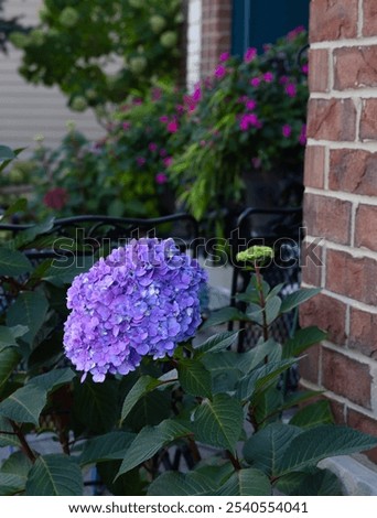 It's love at first bloom! Let’s Dance Lovable Hydrangea with its improved reliability, flower coloration, and attractive foliage yielding an abundance of blooms in vivid, highly saturated colors. 