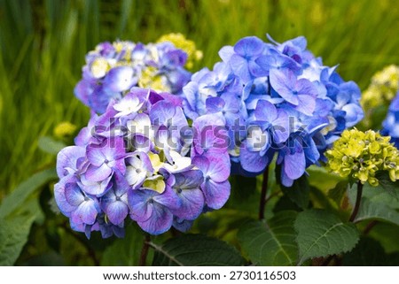 It's love at first bloom! Let’s Dance Lovable Hydrangea with its improved reliability, flower coloration, and attractive foliage yielding an abundance of blooms in vivid, highly saturated colors. 
