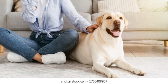 41 Chin labrador Images, Stock Photos & Vectors | Shutterstock