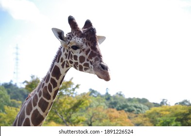 I love Giraffe at the zoo.