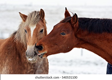 5,686 Horse kissing Images, Stock Photos & Vectors | Shutterstock