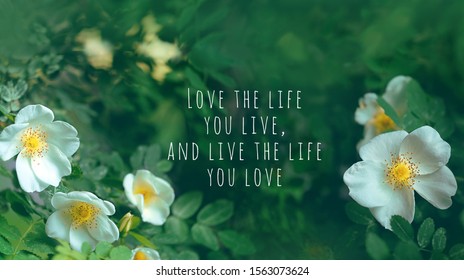 Love Life You Live Live Life Stock Photo 1563073624 | Shutterstock