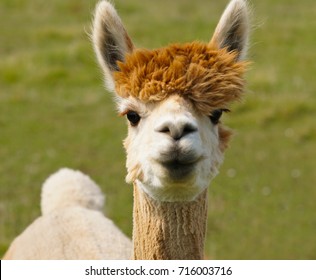 I Love Lucy The Alpaca