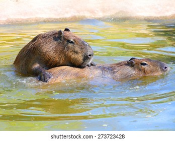 188 Capybaras love Images, Stock Photos & Vectors | Shutterstock