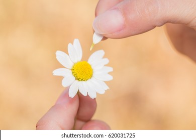 Love Me Love Me Not. Two Hands A Daisy And Its Petals