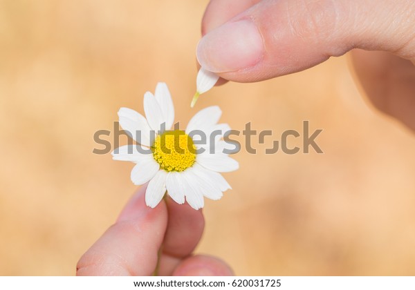Love me\
love me not. Two hands a daisy and its\
petals