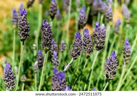 Similar – crested lavender Lavender