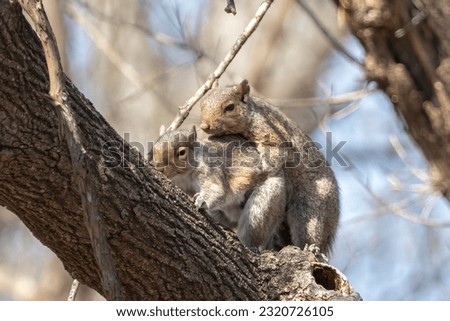 Love Squirrels engaged in public display of affection. Two Eastern Gray Squirrels (Sciurus carolinensis) showing love for one another.  Springtime is when love is made and reproduction occurs
