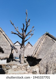 Love Tree Sasak Sade Lombok Traditional Village