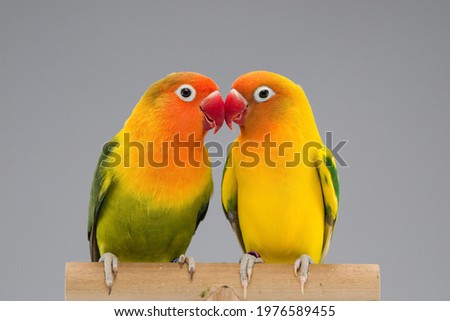 The love of two lovebirds