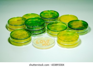 Love You By Microbiological Culture In Agar Plate. I Love Science.