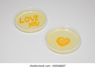 Love You By Microbiological Culture In Agar Plate. I Love Science.