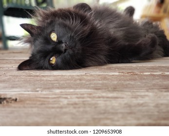 A Loveable Cat Lays On Her Back With A Longing Look For A Belly Rub. 