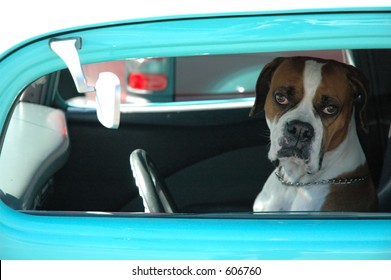 Loveable dog driving car