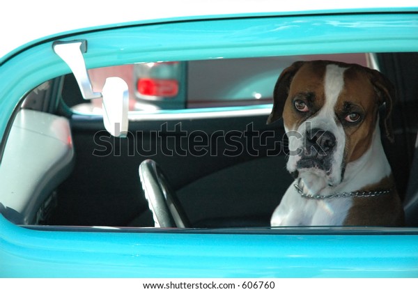 Loveable dog driving\
car