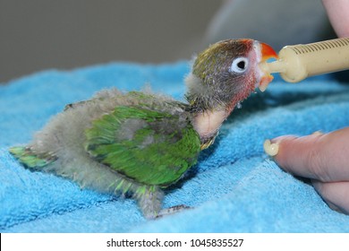 Little Parrot Images Stock Photos Vectors Shutterstock