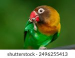 Lovebird (Agapornis Personatus) animal closeup. (burung Lovebird)