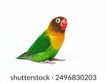 Lovebird (Agapornis Personatus) on isolated white background, animal closeup. (burung Lovebird)