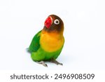 Lovebird (Agapornis Personatus) on isolated white background, animal closeup. (burung Lovebird)