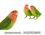 lovebird isolated on white background