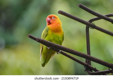 Lovebird or love bird lilian dengan latar belakang alami. Madagascar's endemic fauna that has spread all over the world. very well known for its beautiful feathers. Natural background. Soft focus